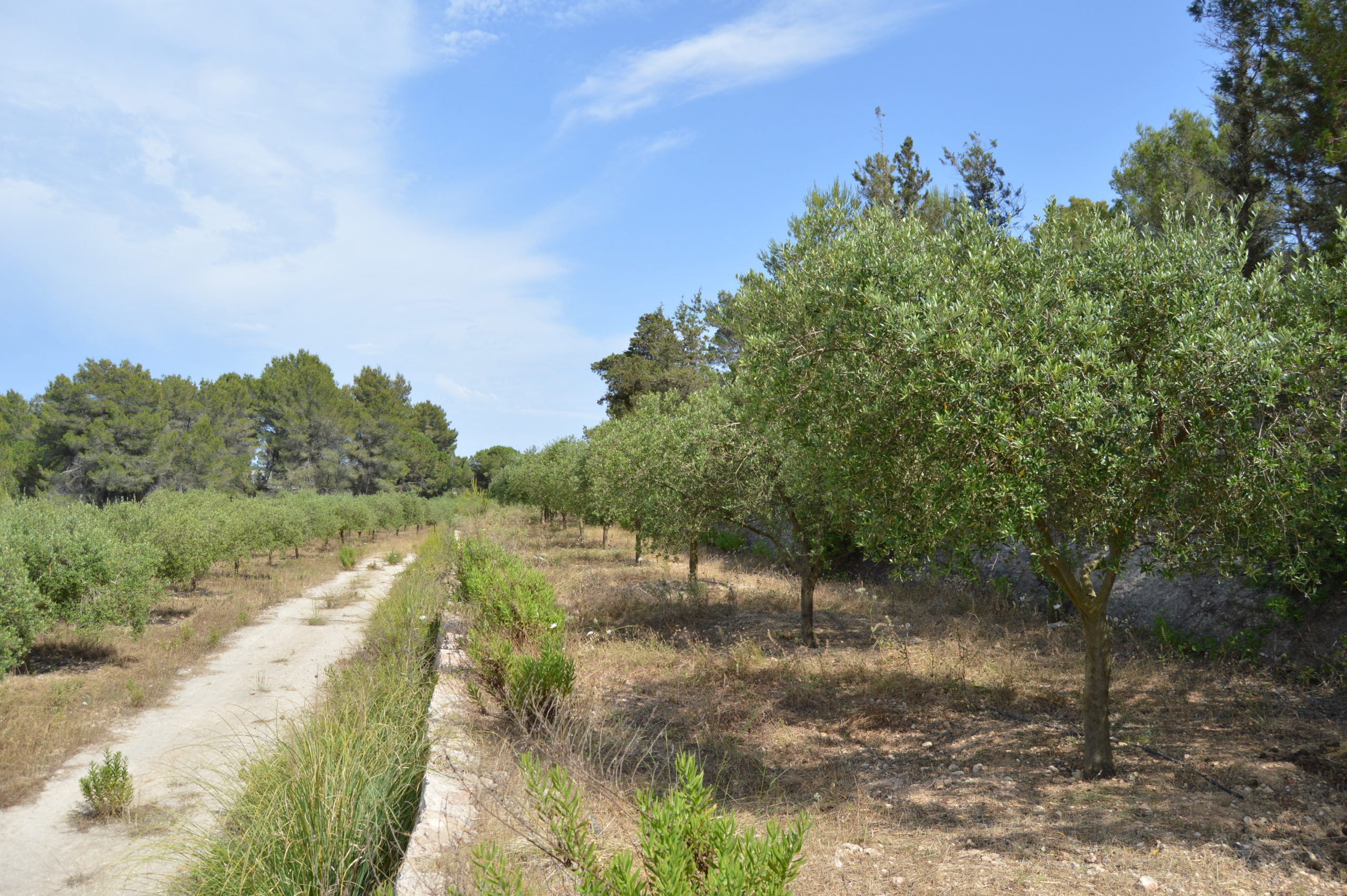 Extensión de olivos podados