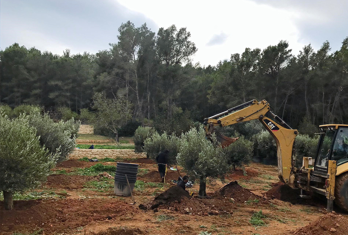 plantacion olivos portada