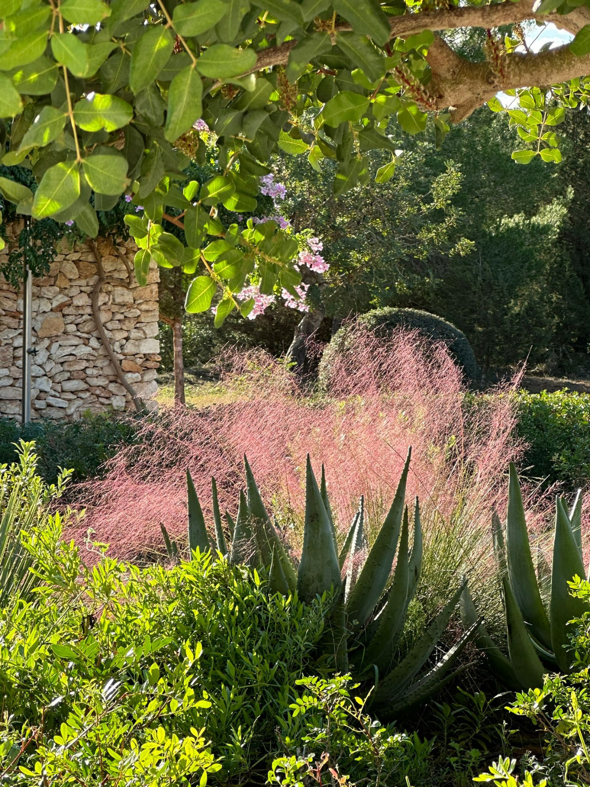 jardin muhlenbergia