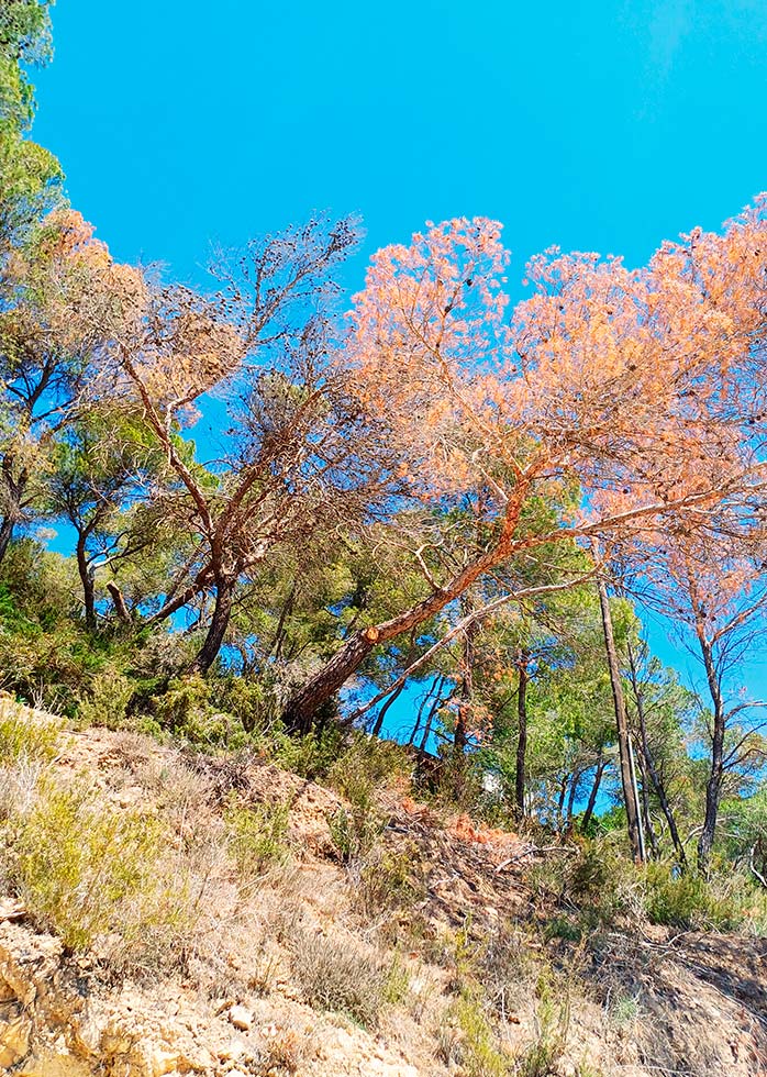 pinos-afectados